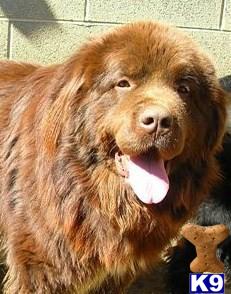 Dogs - Newfoundland